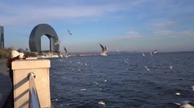 Hazar Denizi üzerindeki martılar. Bakü, Azerbaycan. 