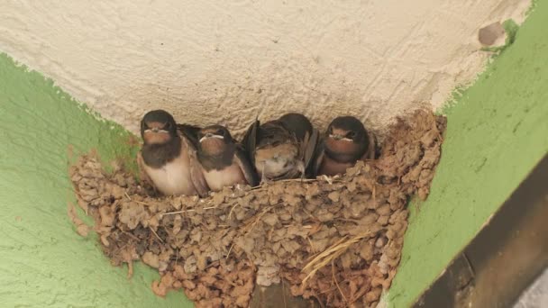 Vogels Dieren Het Wild Slik Kuikens Zitten Het Nest — Stockvideo