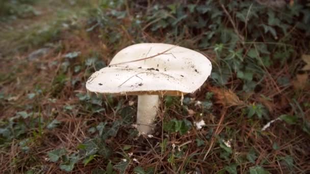 Cogumelo Branco Floresta Contra Fundo Vegetação Verde Incrível Russula Cresce — Vídeo de Stock