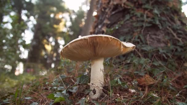Weiße Pilze Wald Vor Dem Hintergrund Grüner Vegetation Erstaunliche Rossula — Stockvideo