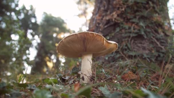 Cogumelo Branco Floresta Contra Fundo Vegetação Verde Incrível Russula Cresce — Vídeo de Stock
