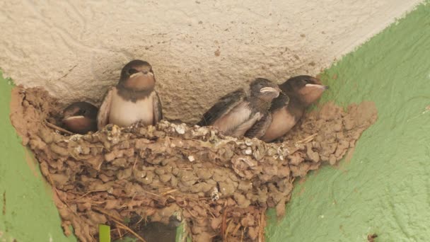 Vogels Dieren Het Wild Slik Kuikens Zitten Het Nest — Stockvideo