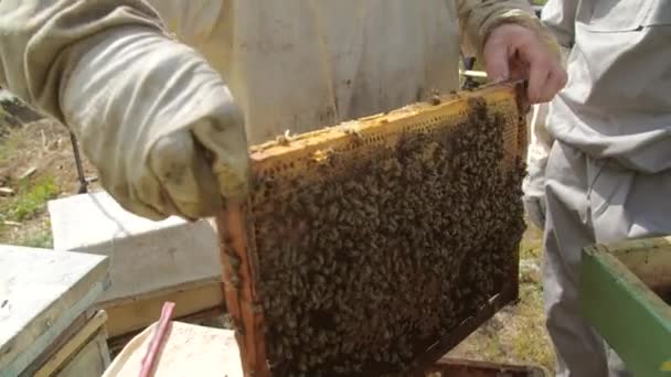 Het Concept Van Kleine Bedrijven Eco Voedselproductie Imker Bijenstal Werkt — Stockvideo