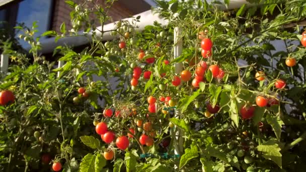 Conceito Agricultura Tomates Cereja Frescos Maduros — Vídeo de Stock