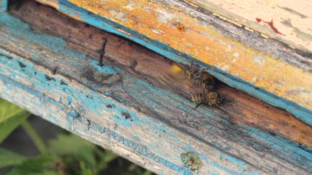 Бджоли Передньому Вході Крупним Планом Вибірковий Фокус — стокове відео