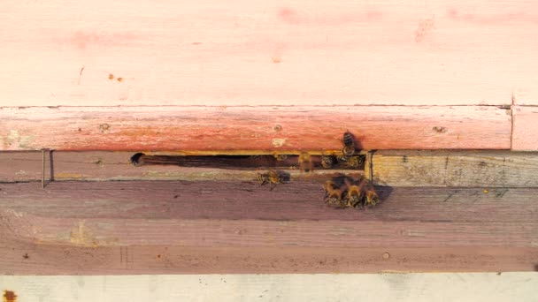 Die Bienen Eingang Zum Bienenstock Aus Nächster Nähe Selektiver Fokus — Stockvideo