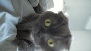 Rahatlama ve tembellik kavramı. Şirin gri kedi İskoç kıvrımı yatağın üzerinde yatıyor.