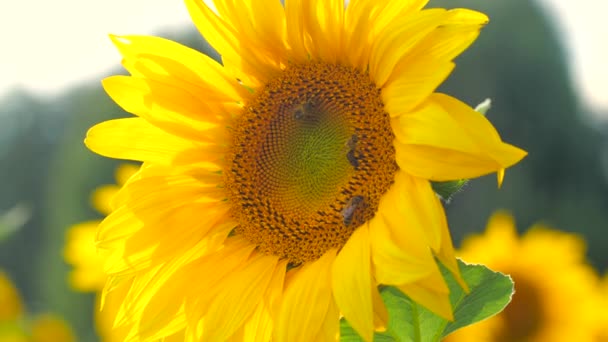 中小企業や有機食品の生産コンセプト ミツバチがひまわりの花を受粉夏 — ストック動画