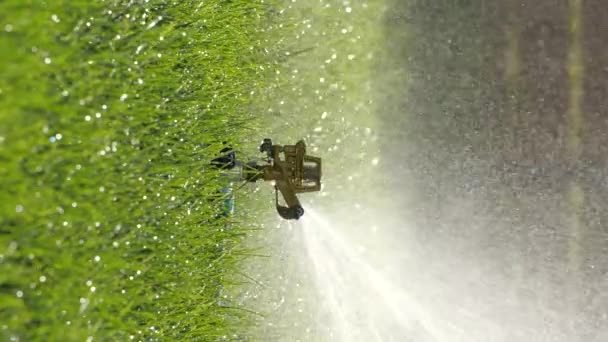 园艺植物护理的概念 草坪喷水器 — 图库视频影像