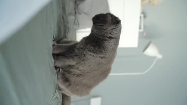 Conceptul Relaxare Lene Draguta Gri Pisica Scottish Fold Este Culcat — Videoclip de stoc