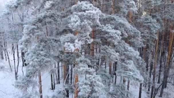 Flygfoto Vinter Skog — Stockvideo