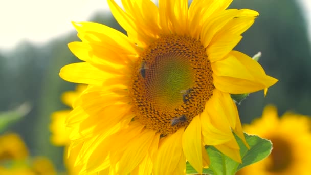 Koncepcja Produkcji Żywności Ekologicznej Małych Przedsiębiorstw Pszczoła Miodna Zapylająca Słonecznik — Wideo stockowe