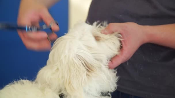 Tiro Cortado Jovem Esteticista Animal Estimação Loira Branco Bichon Raça — Vídeo de Stock