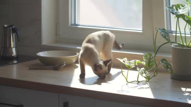 Shot Cute Siamese Cat Licking Its Paws While Sitting Kitchen — Stock Video