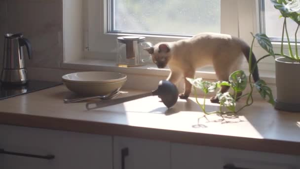 Постріл Милий Сіамський Кіт Лиже Лапи Сидячи Кухонному Столі Вдома — стокове відео