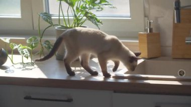 Evdeki mutfak masasında otururken pençelerini yalayan sevimli siyam kedisi..