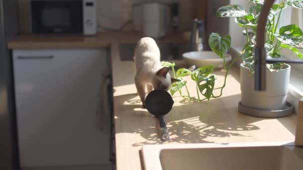 Shot Roztomilé Siamské Kočka Lízání Jeho Tlapky Při Sezení Kuchyňském — Stock video