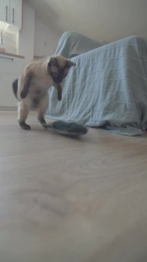 Yatak amerikan kısa çizgili kedi ısırığı oyuncak balıklar yakın plan