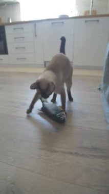 Yatak amerikan kısa çizgili kedi ısırığı oyuncak balıklar yakın plan