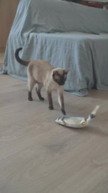 Yatak amerikan kısa çizgili kedi ısırığı oyuncak balıklar yakın plan