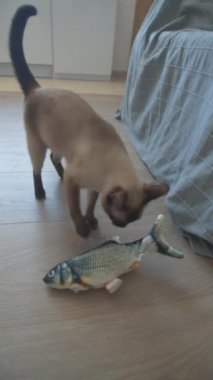 Yatak amerikan kısa çizgili kedi ısırığı oyuncak balıklar yakın plan