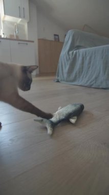 Yatak amerikan kısa çizgili kedi ısırığı oyuncak balıklar yakın plan