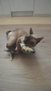 Yatak amerikan kısa çizgili kedi ısırığı oyuncak balıklar yakın plan