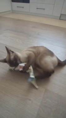 Yatak amerikan kısa çizgili kedi ısırığı oyuncak balıklar yakın plan