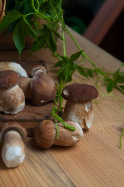 Yenebilir orman mantarları. Toplanan yabani Porcini mantarları (cep, porcino veya kral bolete, genellikle boletus edulis olarak adlandırılır) arasından güzel porcini mantarları, mantarlı sepet ve yabani üzüm yaprakları arasında seçici bir odak noktası