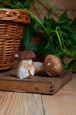 Yenebilir orman mantarları. Genellikle boletus edulis olarak adlandırılan iki porcini mantarı (sepet, porcino veya kral bolete), hasır sepet ve sonbahar mevsiminde ahşap arka planda yabani üzümlerin yeşil yaprakları.