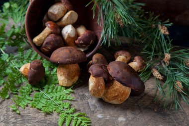 Sonbahar kompozisyonu boletus badius, imleria badia ya da bay bolete, mantarlı kil kasesi eski ahşap arka planda çam ağacının yeşil dalı. Yenilebilir ve gözenekli mantarların kadife rengi kahverengi veya kestane rengi başlıkları vardır.
