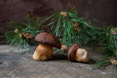 Boletus badius, imleria badia ya da bay bolete mantarlarının sonbahar kompozisyonu arkada yeşil çam dalı olan klasik ahşap arka planda. Yenilebilir ve gözenekli mantarların kadife rengi kahverengi veya kestane rengi başlıkları vardır.