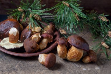 Sonbahar kompozisyonu boletus badius, imleria badia veya bay bolete mantarları ve mantarlı kil tabağı arkasında yeşil çam ağacı dalı olan klasik ahşap zemin. Yenilebilir ve gözenekli mantarların kadife rengi kahverengi veya kestane rengi başlıkları vardır.