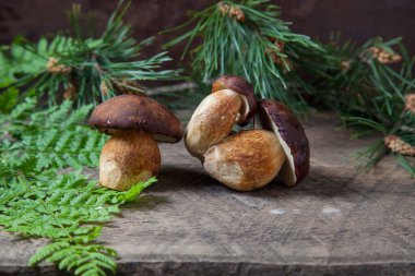 Birkaç Boletus badius, imleria badia ya da Bay bolete mantarlarının sonbahar kompozisyonu eski ahşap arka planda eğreltiotu yeşil yaprağı ve arkasında çam ağacı dalı ile birlikte. Yenilebilir ve gözenekli mantarların kadife rengi kahverengi veya kestane rengi başlıkları vardır.