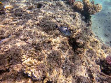 Mercan resifinde renkli tropikal balık Sohal Cerrah Balığı (Acanthurus Sohal) su altında tang. Mercanlar ve tropikal balıklarla dolu su altı yaşamı. Kızıl Deniz 'deki Mercan Resifi, Mısır