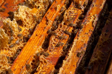Arı kovanının çerçeveleri. Bal arılarının oluşturduğu çerçeveleri gösteren açılan kovan gövdesinin yakından görünümü
