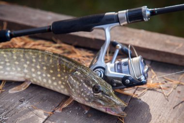 Tatlı su Kuzey pike balık vintage ahşap zemin üzerine sarı yaprakları ile Sonbahar zaman yalan makara ile Esox Lucius ve olta biliyor. Balık tutma kavramı, iyi av - sadece su ve olta ile yeniden alınan büyük tatlı su pike balık