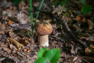Boletus edulis (cep, penny topuz, porcino veya kral bolete, genellikle porcini mantar denir) yosun ve kuru düşmüş yaprakları arasında orman zeminde sonbahar sezonunda yetişir
