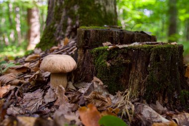 Boletus edulis (cep, penny topuz, porcino veya kral bolete, genellikle porcini mantar denir) yosun ve kuru düşmüş yaprakları arasında orman zeminde sonbahar sezonunda yetişir