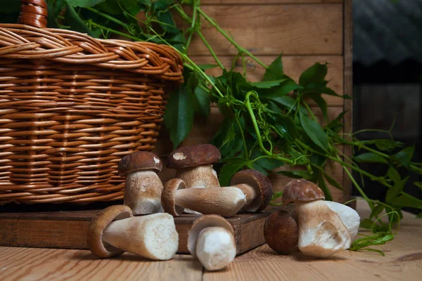 Crop Forest Edible Mushrooms Several Porcini Mushrooms Cep Porcino King — Stock Photo, Image
