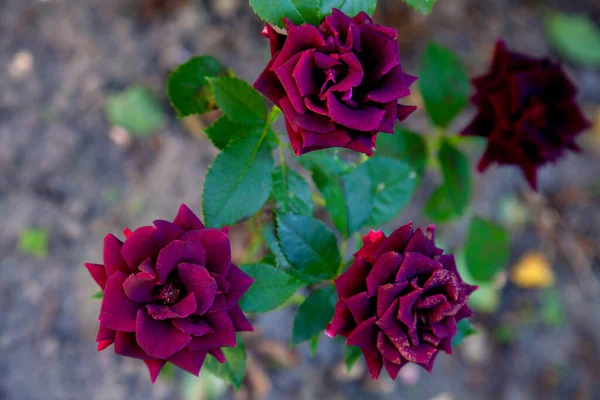 Rojo Oscuro Floreciendo Rosas Jardín Hermoso Rosal Rojo Oscuro Creciendo — Foto de Stock