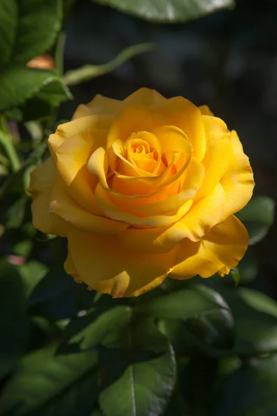 花园里有一朵黄色的玫瑰 美丽的黄玫瑰灌木生长在花坛上 在阳光明媚的夏日 — 图库照片