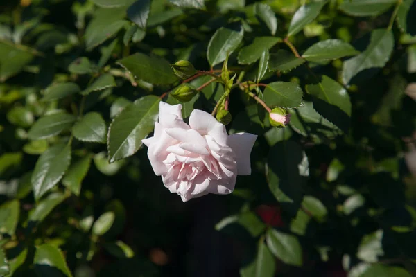 Una Rosa Blanca Floreciendo Jardín Hermoso Rosal Blanco Creciendo Lecho — Foto de Stock