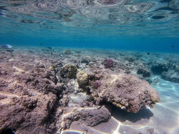 Podwodny Panoramiczny Widok Rafy Koralowej Tropikalnymi Rybami Wodorostami Morskimi Koralowcami — Zdjęcie stockowe
