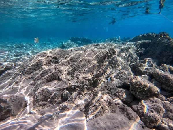 埃及红海的珊瑚礁全景 有热带鱼类 海藻和珊瑚 Acropora Gemmifera 和胡瓜珊瑚 Smooth Cauliflower Coral Stylophora — 图库照片