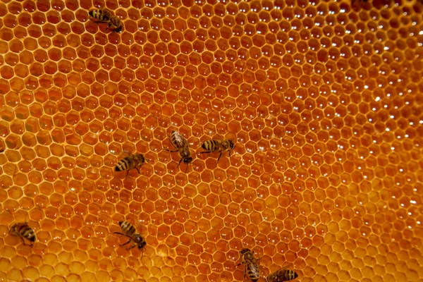 Каркаси Вулика Зайняті Бджоли Жовтому Стільці Відкритими Запечатаними Клітинами Солодкого — стокове фото