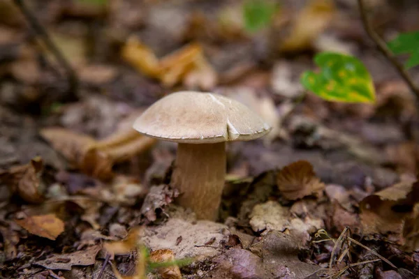 在秋天的季节 在森林的地板上生长着青苔和干枯的落叶 小红花或国王的肉毒杆菌 通常被称为波西尼蘑菇 — 图库照片