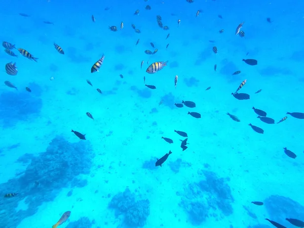 Vue Panoramique Sous Marine Récif Corallien Avec Des Poissons Tropicaux — Photo