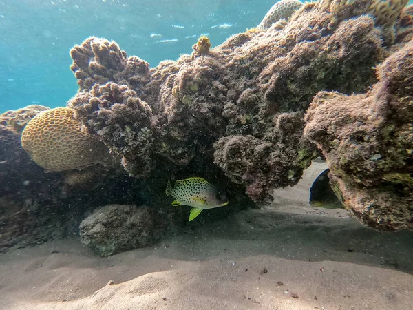 Close View Colorful Tropical Blackspotted Rubberlip Fish Plectorhinchus Gaterinus Underwater — Stock Photo, Image