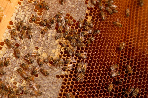 Рамки Пчелиного Улья Взятые Улья Сладким Мёдом Занятые Пчелы Желтых Лицензионные Стоковые Изображения